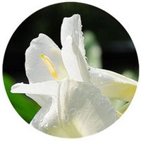 Gingembre - Sand Ginger - Kaempferia Galanga