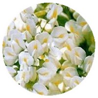 Gingembre - Sand Ginger - Kaempferia Galanga