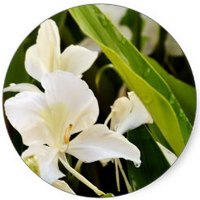 Gingembre - Sand Ginger - Kaempferia Galanga