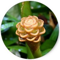 Fingerroot - Boesenbergia Rotunda