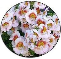 Gingembre - Jengibre