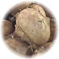 Jicama: Pachyrhizus Erosus
