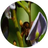 Jicama: Pachyrhizus Erosus