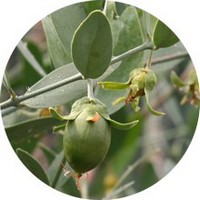 Jojoba: Simmondsia Chinensis