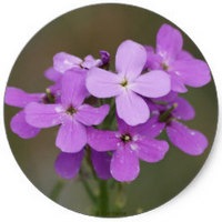 Hesperis Matronalis