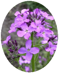 Hesperis Matronalis