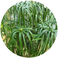 Cyperus Alternifolia