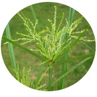 Cyperus Alternifolia