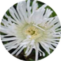 Carpobrotus Rossii - Karkalla