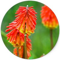 Kniphofia Uvaria
