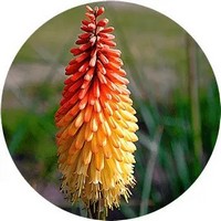 Kniphofia Uvaria