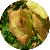 Koelreuteria Paniculata