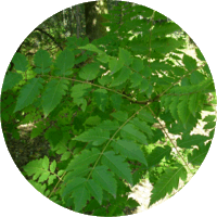 Koelreuteria Paniculata