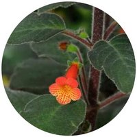 Kohleria