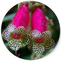 Kohleria Digitaliflora