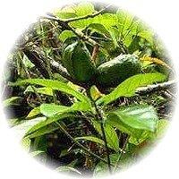 Kola: Cola Acuminata