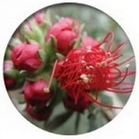 Kunzea Ambigua - Aceite Esencial