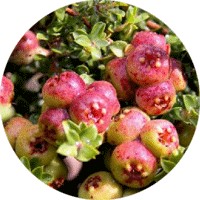 Kunzea Pomifera - Muntries