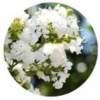 Lagerstroemia Indica