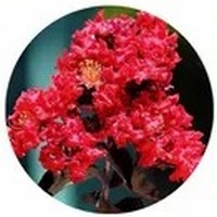 Lagerstroemia Indica