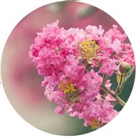 Lagerstroemia Indica