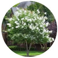 Lagerstroemia Indica