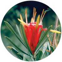 Lambertia Formosa - Mountain Devil