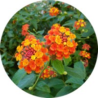 Lantana