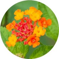Lantana