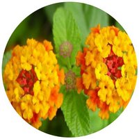 Lantana