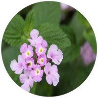 Lantana Montevidensis