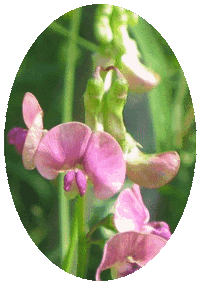 Lathyrus Sylvestris