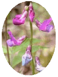 Lathyrus Vernus