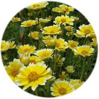 Layia Platyglossa