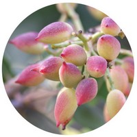 Pistacia Lentiscus