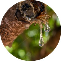 Pistacia Lentiscus - Mastic