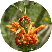 Leonotis Leonorus