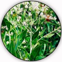 Lepidio - Lepidium Latifolium