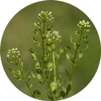 Lepidio - Lepidium Latifolium