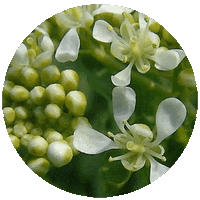 Lepidio - Lepidium Draba