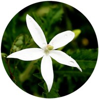 Leptactina Senegambica - Karo Karounde