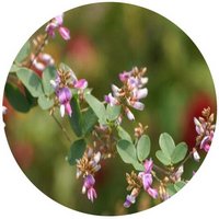Lespedeza