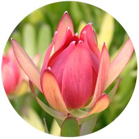 Leucadendron Salignum