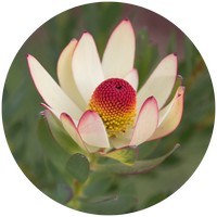 Leucadendron Salignum