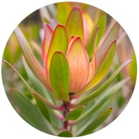 Leucadendron Salignum