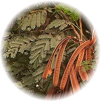 Leucaena Leucocephala