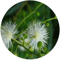 Leucaena Leucocephala