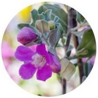 Leucophyllum Frutescens