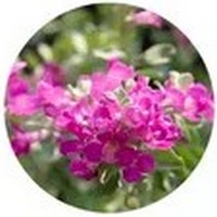 Leucophyllum Frutescens