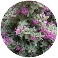 Leucophyllum Frutescens